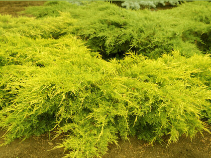 Jalovec pfitzerova x Old Gold, 20-30cm, v květináči Juniperus pfitzeriana x Old Gold